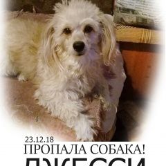 Подробнее об объявлении «Краснодар Пропала собака срочно» Фото: пропала собака  «Краснодар Пропала собака срочно» в г. Краснодар