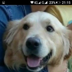 Подробнее об объявлении «Пропала собака кобель помогите найти Луховицы» Фото: пропала собака Голден ретривер «Пропала собака кобель помогите найти Луховицы» в г. Луховицы