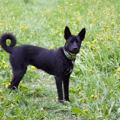 Подробнее об объявлении «Пропала собака Гагарин» Фото: пропала собака  «Пропала собака Гагарин» в г. Гагарин