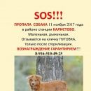 Подробнее об объявлении «Софрино Пропала собака» Фото: пропала собака  «Софрино Пропала собака» в г. Софрино
