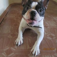 Подробнее об объявлении «Пропала собака шарыпово (красноярский край)» Фото: пропала собака Французский бульдог «Пропала собака шарыпово (красноярский край)» в г. Шарыпово  (Красноярский край)