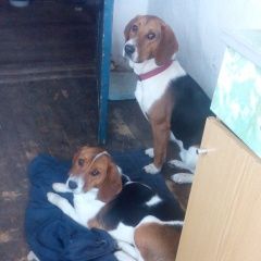 Подробнее об объявлении «Пропала собака и две эстонских гончих Шебекино» Фото: пропала собака  «Пропала собака и две эстонских гончих Шебекино» в г. Шебекино