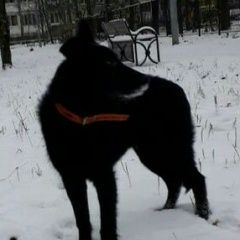 Подробнее об объявлении «Пропала собака кобель Санкт-Петербург» Фото: пропала собака  «Пропала собака кобель Санкт-Петербург» в г. Санкт-Петербург