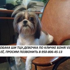 Подробнее об объявлении «Пропала собака Липецк» Фото: пропала собака Ши-тцу «Пропала собака Липецк» в г. Липецк