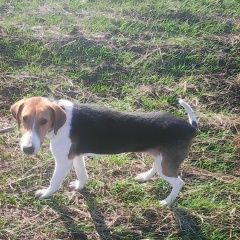 Подробнее об объявлении «Пропала собака кобель Россошь» Фото: пропала собака  «Пропала собака кобель Россошь» в г. Россошь