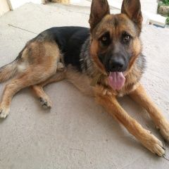 Подробнее об объявлении «Пропала собака кобель немецкая овчарка Симферополь» Фото: пропала собака Немецкая овчарка «Пропала собака кобель немецкая овчарка Симферополь» в г. Симферополь