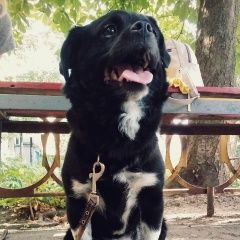 Подробнее об объявлении «Пропала собака Харьков» Фото: пропала собака  «Пропала собака Харьков» в г. Харьков