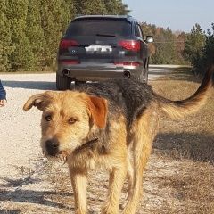 Подробнее об объявлении «Пропала собака Брянск» Фото: пропала собака  «Пропала собака Брянск» в г. Брянск