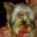 Подробнее об объявлении «Пропала собака Харьков» Фото: пропала собака Йоркширский терьер «Пропала собака Харьков» в г. Харьков