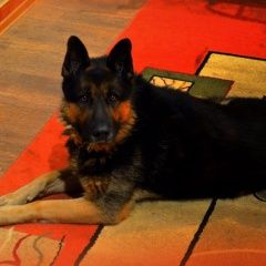 Подробнее об объявлении «Красноярск Пропала собака кобель» Фото: пропала собака Немецкая овчарка «Красноярск Пропала собака кобель» в г. Красноярск