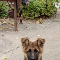 Подробнее об объявлении «Пропала собака кобель Запорожье» Фото: пропала собака Немецкая овчарка «Пропала собака кобель Запорожье» в г. Запорожье