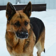 Подробнее об объявлении «Пропала собака Абинск» Фото: пропала собака Немецкая овчарка «Пропала собака Абинск» в г. Абинск