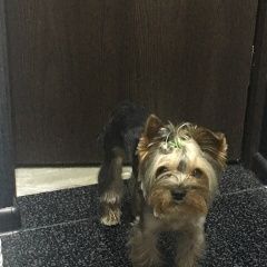 Подробнее об объявлении «Пропала собака кобель Белгород» Фото: пропала собака  «Пропала собака кобель Белгород» в г. Белгород