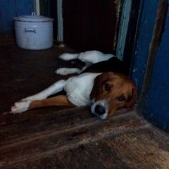 Подробнее об объявлении «Пропала собака кобель эстонская гончая Белгород» Фото: пропала собака  «Пропала собака кобель эстонская гончая Белгород» в г. Белгород