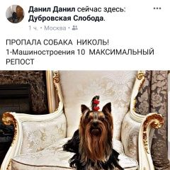 Подробнее об объявлении «Пропала собака йоркширский терьер Москва» Фото: пропала собака Йоркширский терьер «Пропала собака йоркширский терьер Москва» в г. Москва