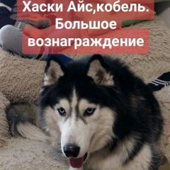 Подробнее об объявлении «Кирово-Чепецк Пропала собака кобель» Фото: пропала собака Сибирская хаски «Кирово-Чепецк Пропала собака кобель» в г. Кирово-Чепецк