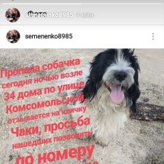 Подробнее об объявлении «Шимановск Пропала собака кобель» Фото: пропала собака Английский кокер-спаниель «Шимановск Пропала собака кобель» в г. Шимановск