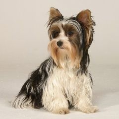 Подробнее об объявлении «Фрязино Пропала собака» Фото: пропала собака Йоркширский терьер «Фрязино Пропала собака» в г. Фрязино