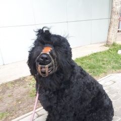 Подробнее об объявлении «Пропала собака кобель Набережные Челны» Фото: пропала собака Русский чёрный терьер «Пропала собака кобель Набережные Челны» в г. Набережные Челны