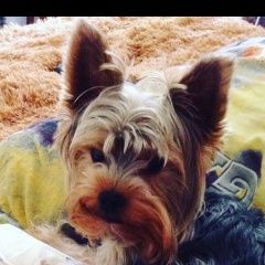 Подробнее об объявлении «Пропала собака кобель Санкт-Петербург» Фото: пропала собака Йоркширский терьер «Пропала собака кобель Санкт-Петербург» в г. Санкт-Петербург