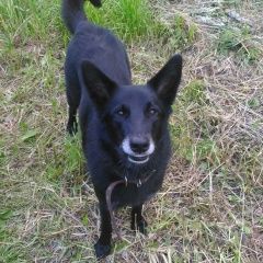 Подробнее об объявлении «Пропала собака аннино ленобласть Санкт-Петербург» Фото: пропала собака  «Пропала собака аннино ленобласть Санкт-Петербург» в г. Санкт-Петербург