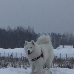 Подробнее об объявлении «Пропала собака кобель белый и пушистый Пироговский» Фото: пропала собака Самоедская лайка «Пропала собака кобель белый и пушистый Пироговский» в г. Пироговский