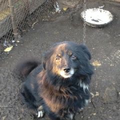 Подробнее об объявлении «Пропала собака кобель Серебряные Пруды» Фото: пропала собака  «Пропала собака кобель Серебряные Пруды» в г. Серебряные Пруды