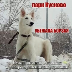 Подробнее об объявлении «Пропала собака Москва» Фото: пропала собака Русская псовая борзая «Пропала собака Москва» в г. Москва