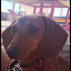 Подробнее об объявлении «Пропала собака порода такса, город Пятигорск» Фото: пропала собака Такса «Пропала собака порода такса, город Пятигорск» в г. Пятигорск