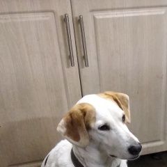 Подробнее об объявлении «Подольск Пропала собака» Фото: пропала собака  «Подольск Пропала собака» в г. Подольск