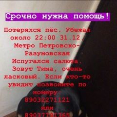 Подробнее об объявлении «Пропала собака кобель метро петровско-разумовская Москва» Фото: пропала собака Такса «Пропала собака кобель метро...» в г. Москва