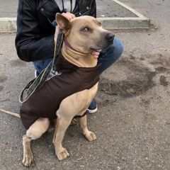 Подробнее об объявлении «Пропала собака кобель джой Сестрорецк» Фото: пропала собака Тайская «Пропала собака кобель джой Сестрорецк» в г. Сестрорецк