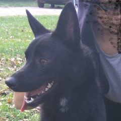 Подробнее об объявлении «Пропала собака 31.12.18 Ангарск» Фото: пропала собака  «Пропала собака 31.12.18 Ангарск» в г. Ангарск