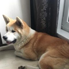 Подробнее об объявлении «Пропала собака кобель нашедшим вознаграждение  Дмитров» Фото: пропала собака Акита-ину «Пропала собака кобель нашедшим вознаграждение...» в г. Дмитров