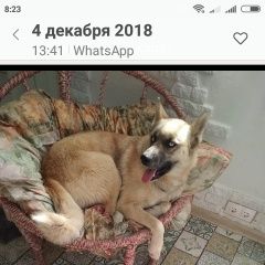 Подробнее об объявлении «Мытищи Пропала собака. в районе д.болтино нский» Фото: пропала собака Сибирская хаски «Мытищи Пропала собака. в районе д.болтино нский» в г. Мытищи
