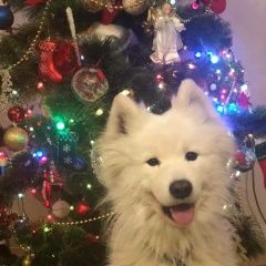 Подробнее об объявлении «Пропала собака кобель Киев» Фото: пропала собака Самоедская лайка «Пропала собака кобель Киев» в г. Киев