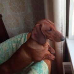 Подробнее об объявлении «Пропала собака кобель такса рыжий в г мо Королев» Фото: пропала собака Такса «Пропала собака кобель такса рыжий в г мо Королев» в г. Королев