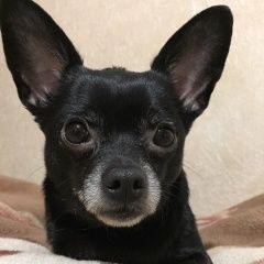 Подробнее об объявлении «Пропала собака Чебоксары» Фото: пропала собака Чихуахуа «Пропала собака Чебоксары» в г. Чебоксары