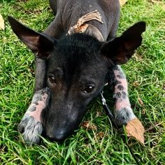 Подробнее об объявлении «Пропала собака Звенигород» Фото: пропала собака  «Пропала собака Звенигород» в г. Звенигород