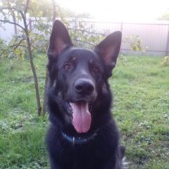 Подробнее об объявлении «Пропала собака кобель Санкт-Петербург» Фото: пропала собака Восточно-европейская овчарка «Пропала собака кобель Санкт-Петербург» в г. Санкт-Петербург