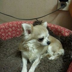 Подробнее об объявлении «Пропала собака Санкт-Петербург» Фото: пропала собака Чихуахуа «Пропала собака Санкт-Петербург» в г. Санкт-Петербург