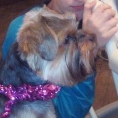 Подробнее об объявлении «Пропала собака кобель у Санкт-Петербург» Фото: пропала собака Йоркширский терьер «Пропала собака кобель у Санкт-Петербург» в г. Санкт-Петербург