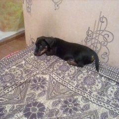 Подробнее об объявлении «Пропала собака кобель на фото ему 2 месяца. сейчас 10. Ленинск-Кузнецкий» Фото: пропала собака Такса «Пропала собака кобель на фото ему 2 месяца....» в г. Ленинск-Кузнецкий