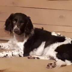 Подробнее об объявлении «Пропала собака кобель Кубинка» Фото: пропала собака Немецкий охотничий терьер «Пропала собака кобель Кубинка» в г. Кубинка