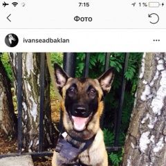 Подробнее об объявлении «Пропала собака кобель Москва» Фото: пропала собака >  Бельгийская овчарка (грюнендаль,  малинуа, тервюрен) «Пропала собака кобель Москва» в г. Москва