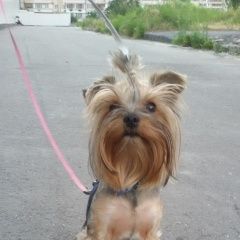 Подробнее об объявлении «Пропала собака, йоркширский терьер Киев» Фото: пропала собака Йоркширский терьер «Пропала собака, йоркширский терьер Киев» в г. Киев