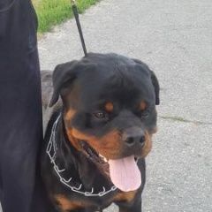 Подробнее об объявлении «Пропала собака кобель Белгород» Фото: пропала собака Ротвейлер «Пропала собака кобель Белгород» в г. Белгород