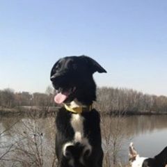 Подробнее об объявлении «Пропала собака Москва» Фото: пропала собака  «Пропала собака Москва» в г. Москва