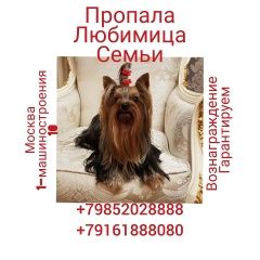 Подробнее об объявлении «Пропала собака йоркширский терьер Москва» Фото: пропала собака Йоркширский терьер «Пропала собака йоркширский терьер Москва» в г. Москва