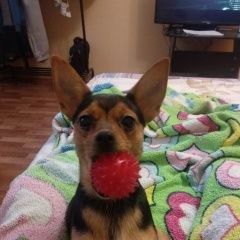 Подробнее об объявлении «Пропала собака хозяин Когалым (Тюменская обл.)» Фото: пропала собака  «Пропала собака хозяин Когалым (Тюменская обл.)» в г. Когалым (Тюменская обл.)